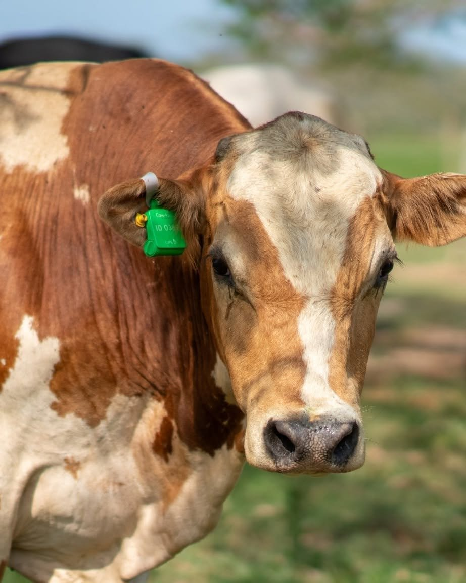 CowPro crotalie GPS